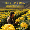 贡苑菊花茶30大朵安徽黄山金丝皇菊特级一杯一朵独立包装去火胎菊20g /水饮冲调 /代用茶/花草茶/养生茶 /花草/草木茶 商品缩略图7