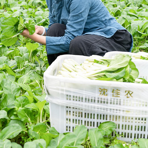 沈佳农有机蔬菜盲盒 | 叶菜类+根茎类+菌菇类 5样时令有机蔬菜合理搭配、自然成熟、新鲜美味~ 不接受指定！ 商品图6
