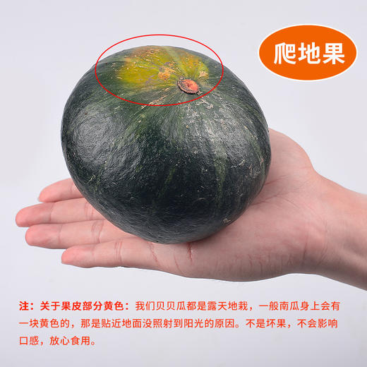 【醒粉福利12.9元4.5斤】贝贝南瓜・黄金产区 粉糯清香 商品图1