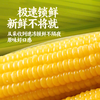 有机黄糯玉米 东北寒地黑土 有机认证 配料干净 软糯绵密 健康非转基因 商品缩略图3