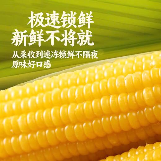 有机黄糯玉米 东北寒地黑土 有机认证 配料干净 软糯绵密 健康非转基因 商品图3