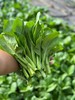 【MLT】广东菜心 商品缩略图2