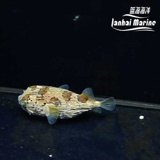 刺豚 商品图3