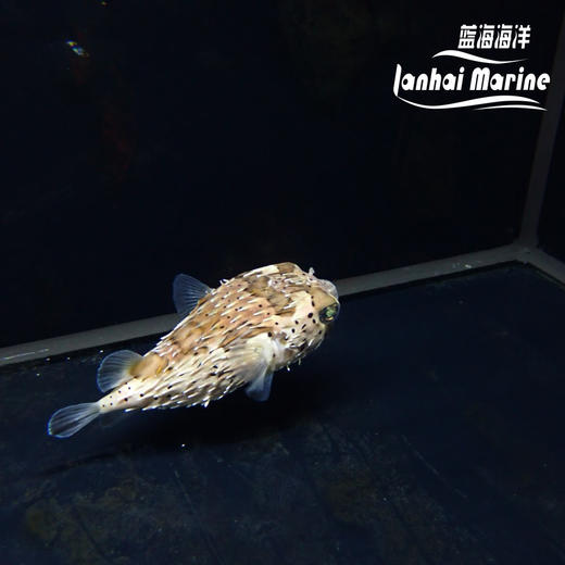 刺豚 商品图2