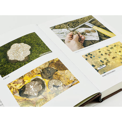 松露寻踪：顶级食材背后的科学、文化与秘闻(自然文库) 商品图5