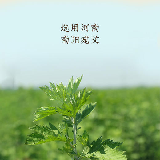 【南阳艾条】艾灸|南阳道地好艾 传承经典 悬灸 商品图3