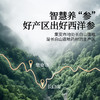 【618会员提前购】北京同仁堂西洋参切片70g 长白山严选 商品缩略图3