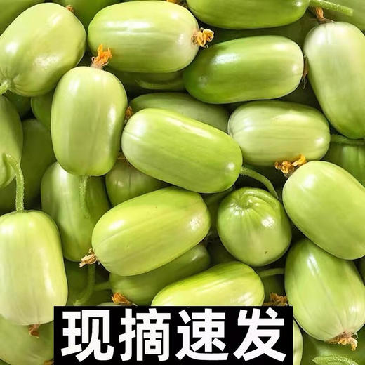 【清甜多汁❗️可当水果吃🔥玉女小黄瓜】新鲜采摘保留脆嫩口感，白绿外皮清香水嫩，果肉鲜嫩无渣，口感清甜爽口，产地直发新鲜到家，拇指黄瓜生吃青瓜东北旱白玉黄瓜蔬菜L 商品图2