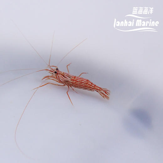 国产薄荷虾（除垃圾葵） 商品图9