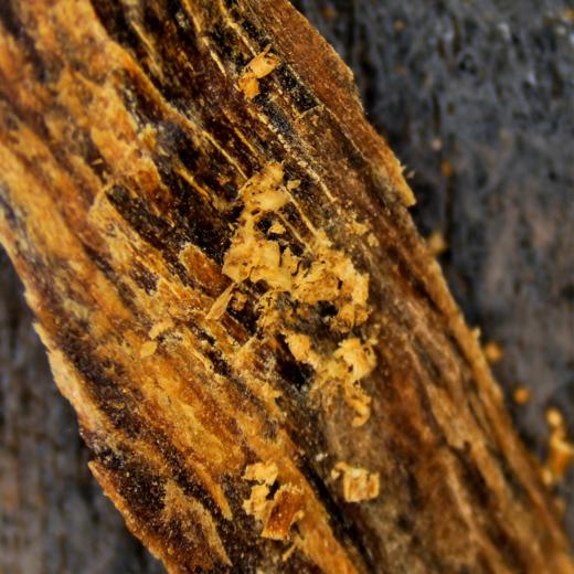 天然达拉干沉香片/满油薄片 /上炉泡水均可/生闻凉意盎然/SP1963 商品图1