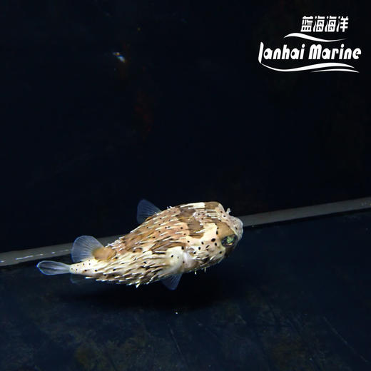 刺豚 商品图1