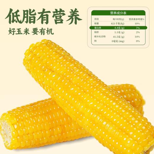 有机黄糯玉米 东北寒地黑土 有机认证 配料干净 软糯绵密 健康非转基因 商品图4