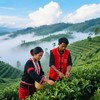 【中、欧盟、美等多国有机认证】云南有机普洱茶 送长辈 有机认证 喝的是健康 送朋友 礼袋一装 体面又高级基地直邮 商品缩略图7