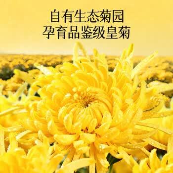 贡苑菊花茶30大朵安徽黄山金丝皇菊特级一杯一朵独立包装去火胎菊20g /水饮冲调 /代用茶/花草茶/养生茶 /花草/草木茶 商品图2