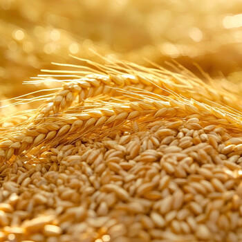 金沙河面粉 特一小麦粉京东自营面粉50斤 包子饺子馒头烙饼家用中筋25kg 商品图8