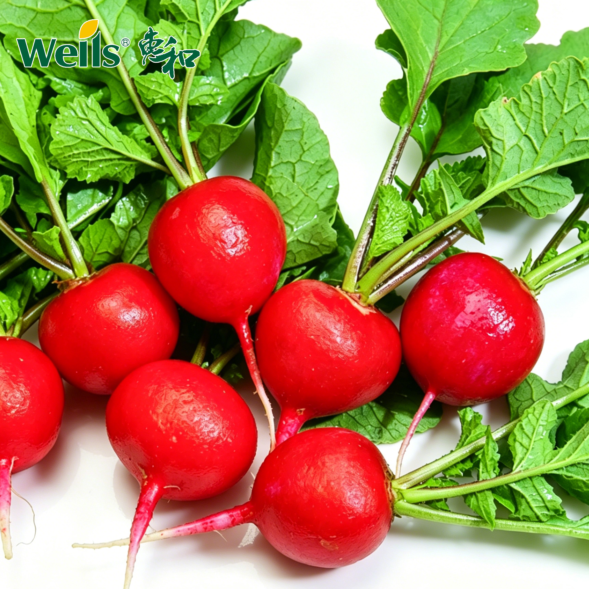 「专业种子」红妃 萝卜杂交种子 特色樱桃萝卜，生长速度快，耐病高产