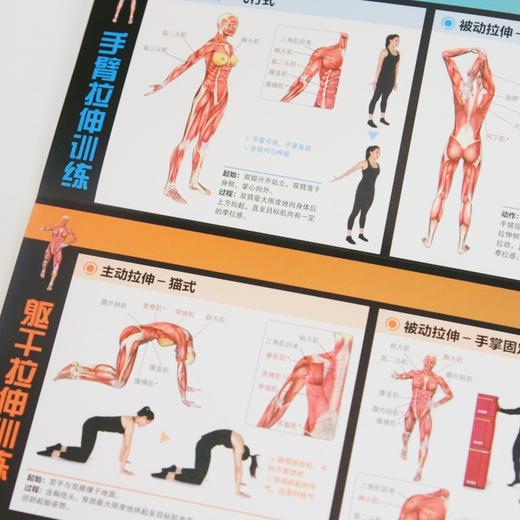 拉伸训练解剖挂图 商品图3