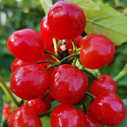 【十堰主城区包邮】新鲜水果 房县八里旺红樱桃 带筐2.5斤/筐  商品图5