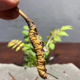 正安好礼 野生冬虫夏草（新鲜干刷） 来自青海的好虫草 人工寻采 高海拔高品质  顺丰冷链空运【不可用券】【因为虫草为新鲜产品，无质量问题不可拒收，不可换货】【下单后48小时内即可发货】