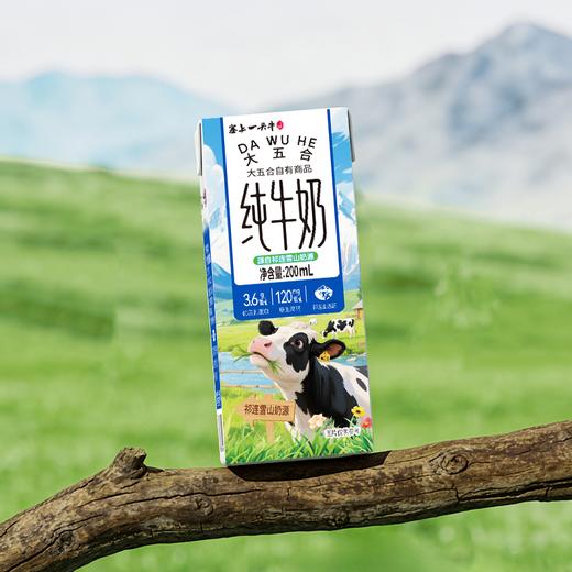五合塞上一头牛200ml*12纯牛奶 商品图1