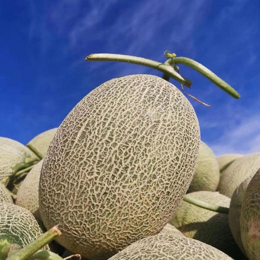 【新疆吐鲁番西州蜜25号哈密瓜】切开哈密瓜的那一刻，汁水就像瀑布一样倾泻而出，咬一口下去，仿佛吃了一口果汁 商品图3