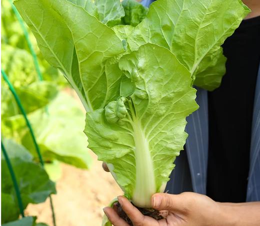 【QT】新鲜蔬菜快菜 商品图2