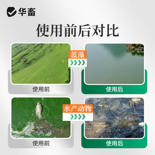 华畜蓝藻分解酶溶解蓝藻水产养殖生物分解溶氧低鱼虾蟹鱼塘除蓝藻 商品图4