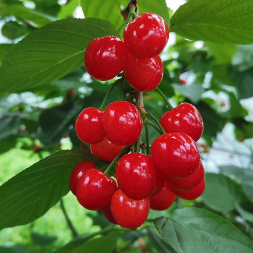 【十堰主城区包邮】新鲜水果 房县八里旺红樱桃 带筐2.5斤/筐  商品图0