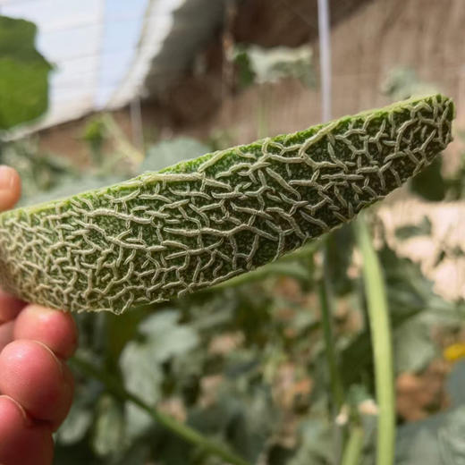 【新疆吐鲁番西州蜜25号哈密瓜】切开哈密瓜的那一刻，汁水就像瀑布一样倾泻而出，咬一口下去，仿佛吃了一口果汁 商品图4