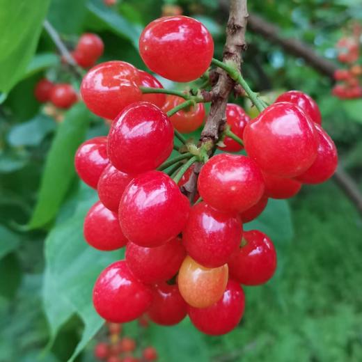 【十堰主城区包邮】新鲜水果 房县八里旺红樱桃 带筐2.5斤/筐  商品图1