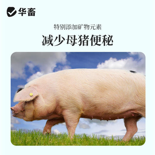 【整吨更优惠】华畜4%妊娠母猪预混料 补充营养防止便秘 商品图2