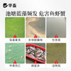 华畜蓝藻分解酶溶解蓝藻水产养殖生物分解溶氧低鱼虾蟹鱼塘除蓝藻 商品缩略图1