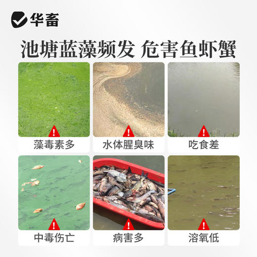 华畜蓝藻分解酶溶解蓝藻水产养殖生物分解溶氧低鱼虾蟹鱼塘除蓝藻 商品图1