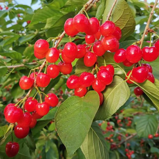 【十堰主城区包邮】新鲜水果 房县八里旺红樱桃 带筐2.5斤/筐  商品图2