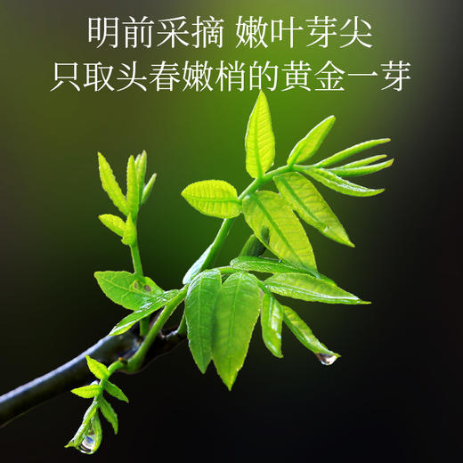 神农金康 有机古树青钱柳茶 原生态真滋补 喝护家人健康 商品图6