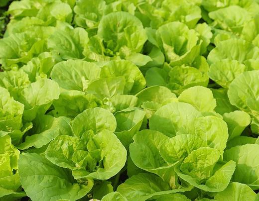 【QT】新鲜蔬菜快菜 商品图1
