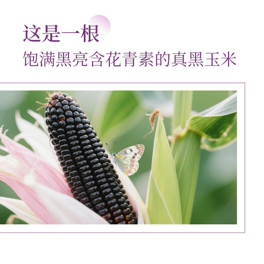 东北黑玉米黄玉米# 香嫩糯甜，通过非转基因、农残等749项检测，黑玉米花青素满满，黄玉米煲汤、炒菜、榨汁、做甜点、拌沙拉 商品图4