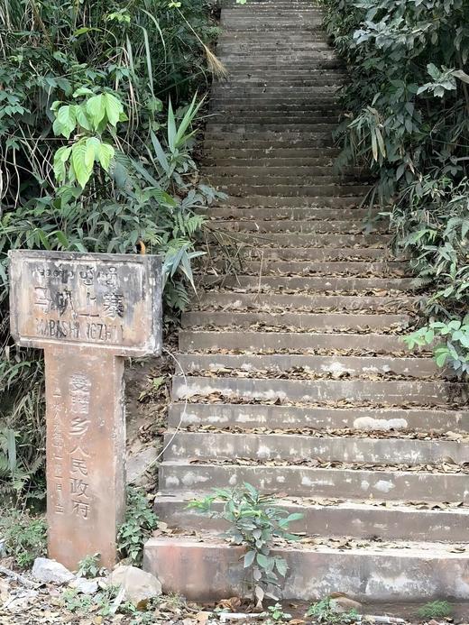 【库存告急！】【天门山小高杆】2025年天门山小高杆树高:6米以上 国境线旁的参天茶王，一竿入魂的顶级野韵，100克/饼*5饼/提 商品图4