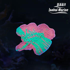 人工晚霞之冠