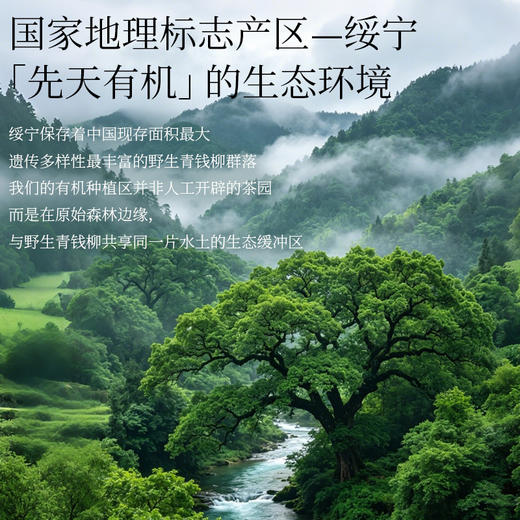 神农金康 有机古树青钱柳茶 原生态真滋补 喝护家人健康 商品图5