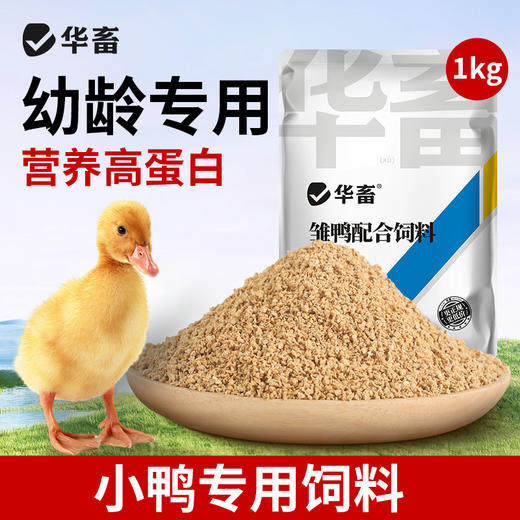 华畜小鸭子饲料喂鸭专用小鸟小黄鸭子小鹅小鸡吃的粮食物饲料雏鸭 商品图1