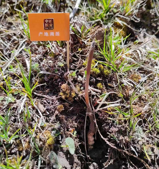正安好礼 野生冬虫夏草（新鲜干刷） 来自青海的好虫草 人工寻采 高海拔高品质  顺丰冷链空运【不可用券】【因为虫草为新鲜产品，无质量问题不可拒收，不可换货】【下单后48小时内即可发货】 商品图2