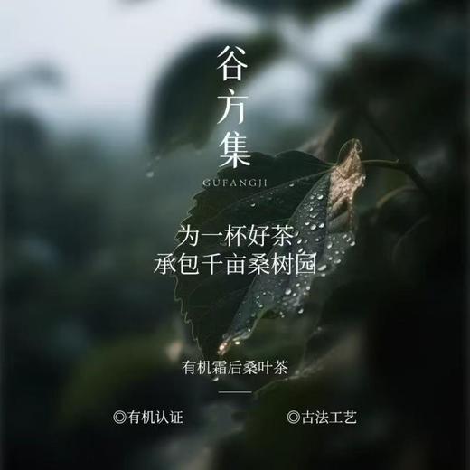 黄山有机霜桑茶  老树手工采摘6道工艺清甘明目 茶汤清澈甘甜清爽入口回甘 桑叶茶 180g*1罐 商品图1