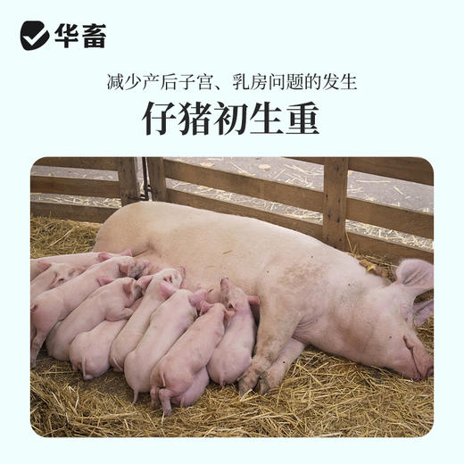 【整吨更优惠】华畜4%妊娠母猪预混料 补充营养防止便秘 商品图3