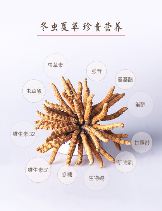 正安好礼 野生冬虫夏草（新鲜干刷） 来自青海的好虫草 人工寻采 高海拔高品质  顺丰冷链空运【不可用券】【因为虫草为新鲜产品，无质量问题不可拒收，不可换货】【下单后48小时内即可发货】 商品图6