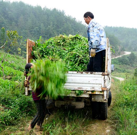 苦菊草 商品图2