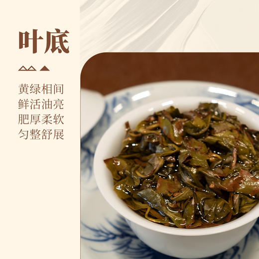 【甘活坊】老枞漳平水仙200g 商品图4