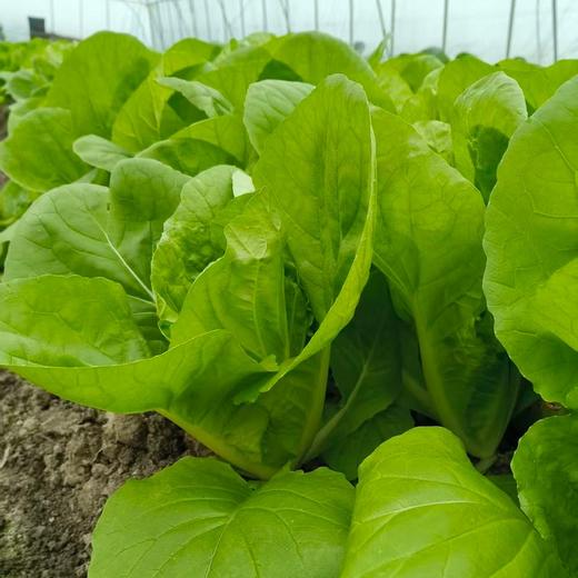 【应季生态自选蔬菜】 生态种养 新鲜采摘 不过水不打保鲜 每周二/周五发货 商品图5