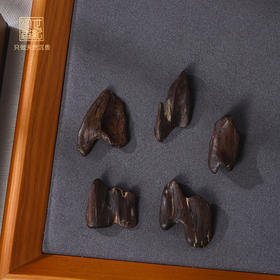 天然芽庄红土沉香/沉水级/SP9183