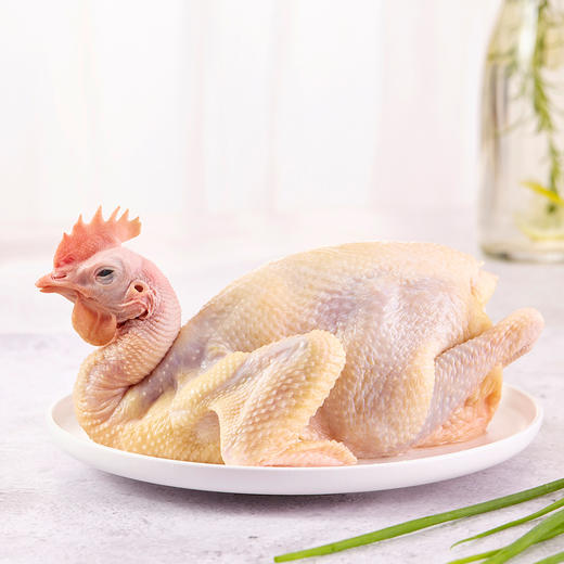 广东地标清远鸡/清远老母鸡/盐焗清远鸡/清远鸡小公鸡/鲜鸡蛋 白切炖汤都好吃 商品图3